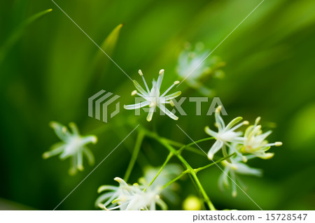 Small white flowers Small white flowers 15728547