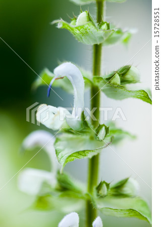 特寫鏡頭Salvia·Sclarea,快樂鼠尾草,唇形科,歐洲〜中亞 特寫鏡頭Salvia·Sclarea,快樂鼠尾草,唇形科,歐洲〜中亞 15728551