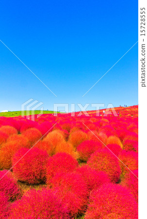 Red Kokia Hill Red Kokia Hill 15728555
