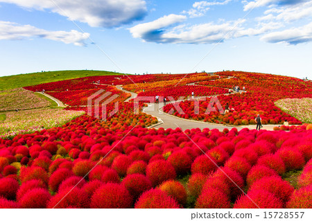 Red Kokia Hill Red Kokia Hill 15728557