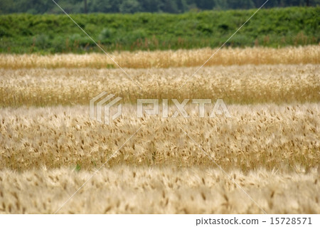 Mature wheat fields 15728571