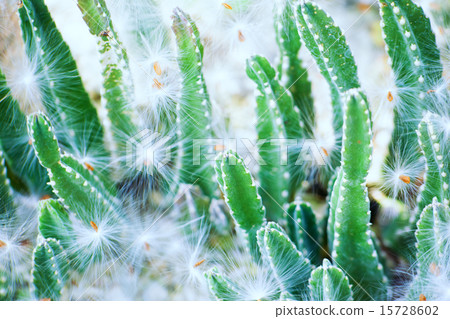 Stapelia·Grandi Folola，馬鈴薯，南非（海角），德蘭士瓦 15728602
