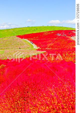 Red Kokia Hill Red Kokia Hill 15728606