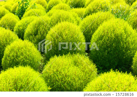 Green Kokia Green Kokia 15728616