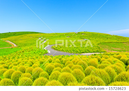 綠色Kokia山 15728623