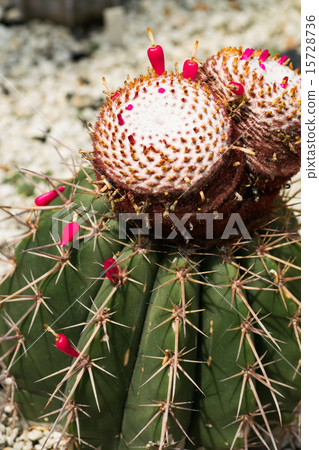 Meloactucus · Arnes tea, Clown cloud, Cactaceae, Brazil 15728736