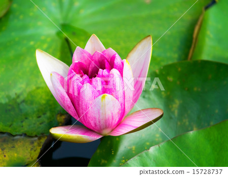 Red lily c flower 15728737