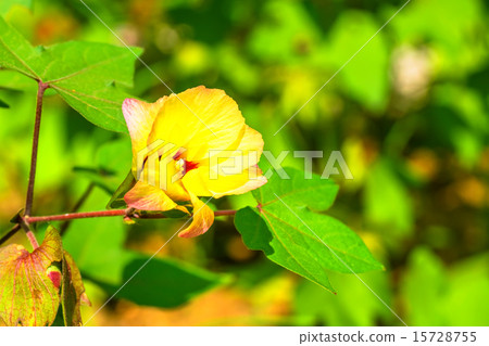 Kinuwatta (Land cotton), Aedeidae, USA Kinuwatta (Land cotton), Aedeidae, USA 15728755