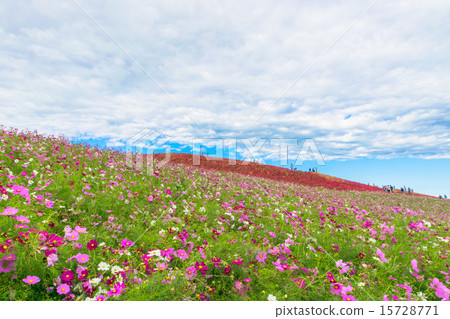 Cosmos field and blue sky Cosmos field and blue sky 15728771