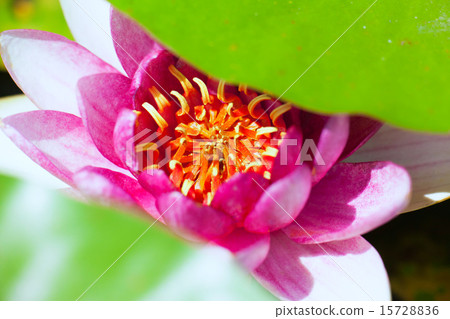 Red water lily Red water lily 15728836