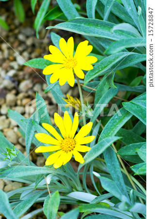 Gazania · Regence ,, Gazania · Lemon tart, Ornaments of Ornaments chrysanthemum, Asteraceae, South Africa Gazania · Regence ,, Gazania · Lemon tart, Ornaments of Ornaments chrysanthemum, Asteraceae, South Africa 15728847