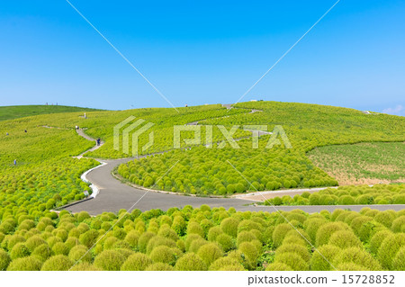 Green Kokia Hill Green Kokia Hill 15728852