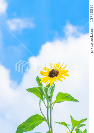 Sunflower, sunflower Sunflower, sunflower 15728855