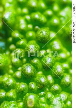 Goya(nigauri),Uryu,熱帶亞洲花 Goya(nigauri),Uryu,熱帶亞洲花 15728874