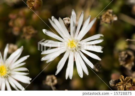 Delrosperma·carouicum，Cunnina家庭，南非 15728875