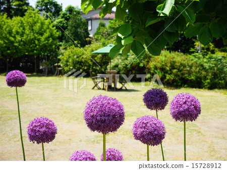 五月花蔥屬·百合科31京王花園憤怒 五月花蔥屬·百合科31京王花園憤怒 15728912