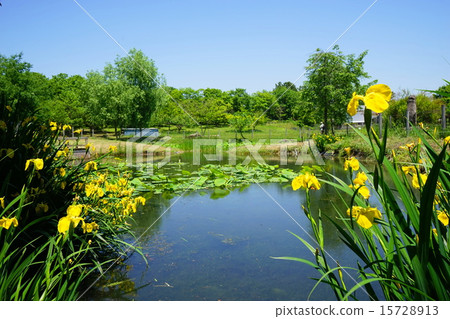可能花Kishoub和Iridaceae 18昭和紀念公園 15728913