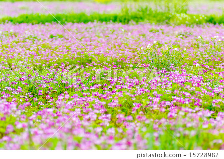 Lenge field Lenge field 15728982