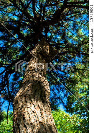 Pine tree and blue sky Pine tree and blue sky 15729001