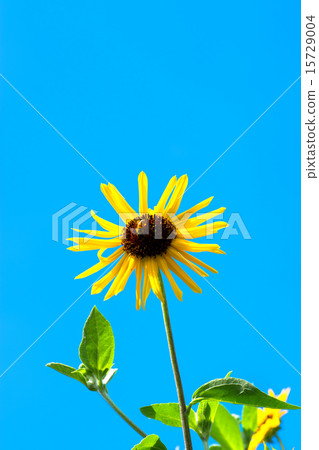 Sunflower, sunflower Sunflower, sunflower 15729004