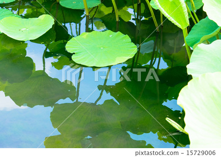Sky of lotus pond Sky of lotus pond 15729006