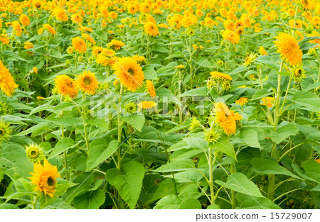 Tohoku Yae sunflower, sunflower, sunflower Tohoku Yae sunflower, sunflower, sunflower 15729007