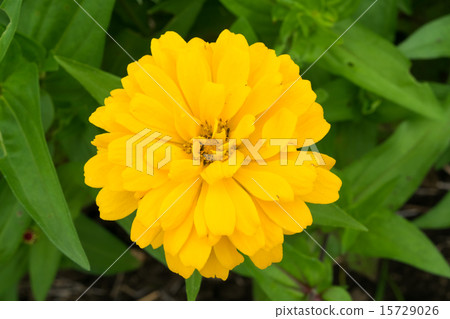 Yellow Bear 15729026