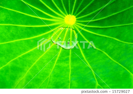 Lotus leaves 15729027