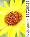 Sunflower, sunflower 15729028