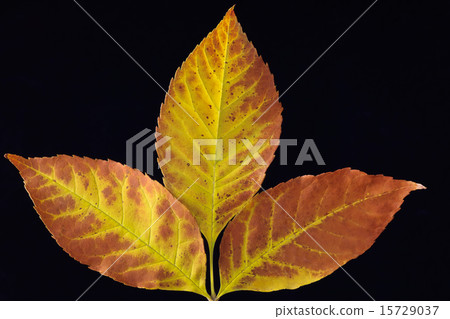 autumn leafs autumn leafs 15729037