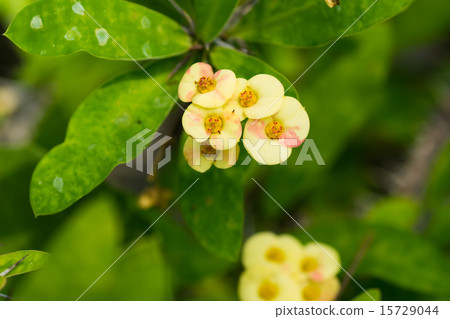 Hanaquilin，大戟科，馬達加斯加 15729044