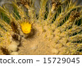 Echinocactus gurusony, Goldfish, Cactaceae, Mexico 15729045