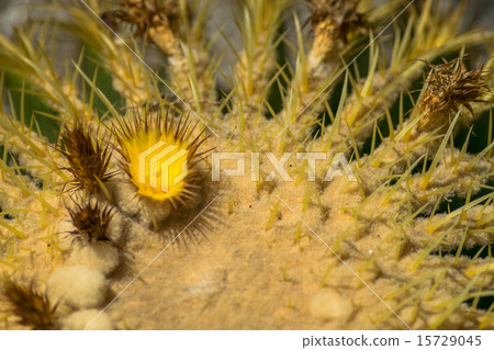 Echinocactus gurusony, Goldfish, Cactaceae, Mexico 15729045