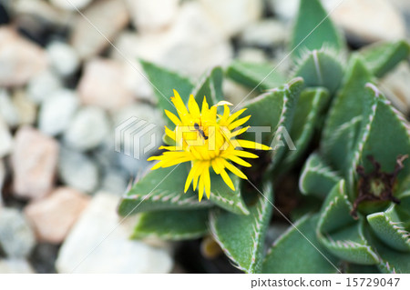 Focalia · Rongidense, Mesenaceae Focalia · Rongidense, Mesenaceae 15729047