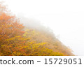 Autumn leaves in the fog 15729051