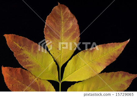 autumn leafs 15729065