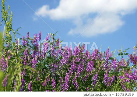 Kusafuji是一群人 Kusafuji是一群人 15729199