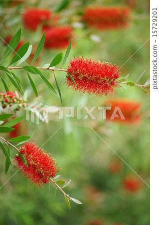 A red brushwood flower 15729201