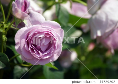 Roses of May 15729202