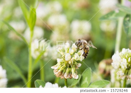 從白三葉草收集蜂蜜的蜜蜂 從白三葉草收集蜂蜜的蜜蜂 15729246