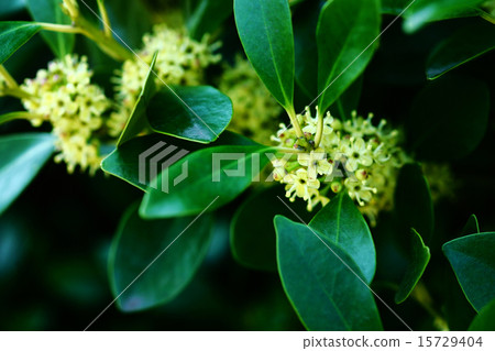 Mochinoki花 15729404