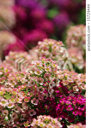 Sweet Allsam (Nyanasuna) 15729444