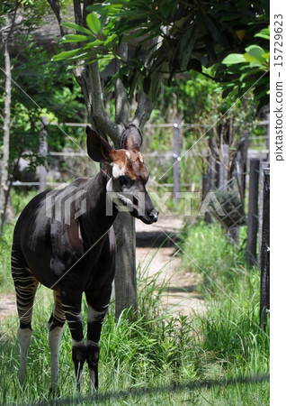 Okapi Okapi 15729623