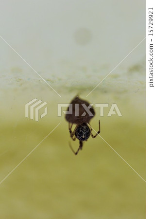 Female of Spotted Spider Guine that protects the egg sac 01 Female of Spotted Spider Guine that protects the egg sac 01 15729921