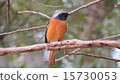 Cute wild bird 15730053