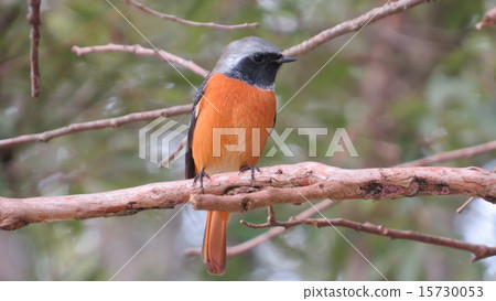Cute wild bird 15730053