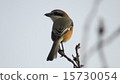 Cute wild bird 15730054