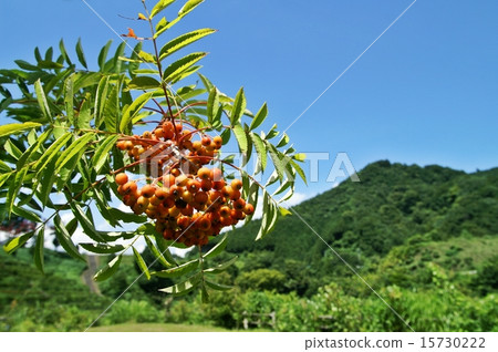 Colored with Nanakamado 15730222