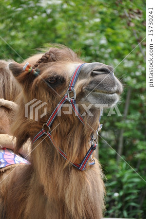 Futakogurakita 15730241