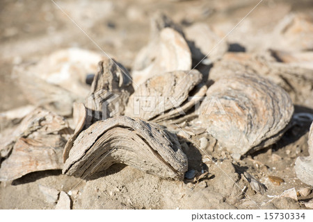 billion year old shells on the beach billion year old shells on the beach 15730334